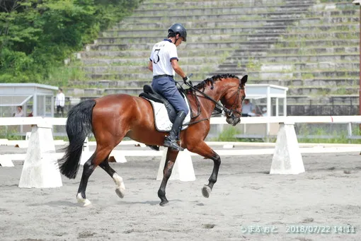 神奈川ホースショー